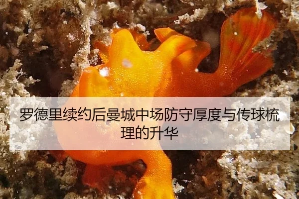 罗德里续约后曼城中场防守厚度与传球梳理的升华